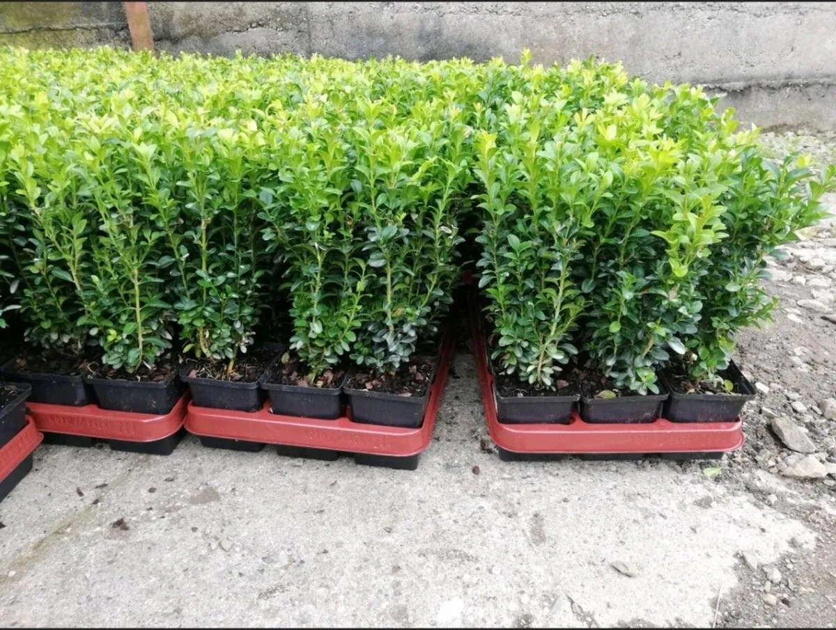 Box Hedging - Image 1