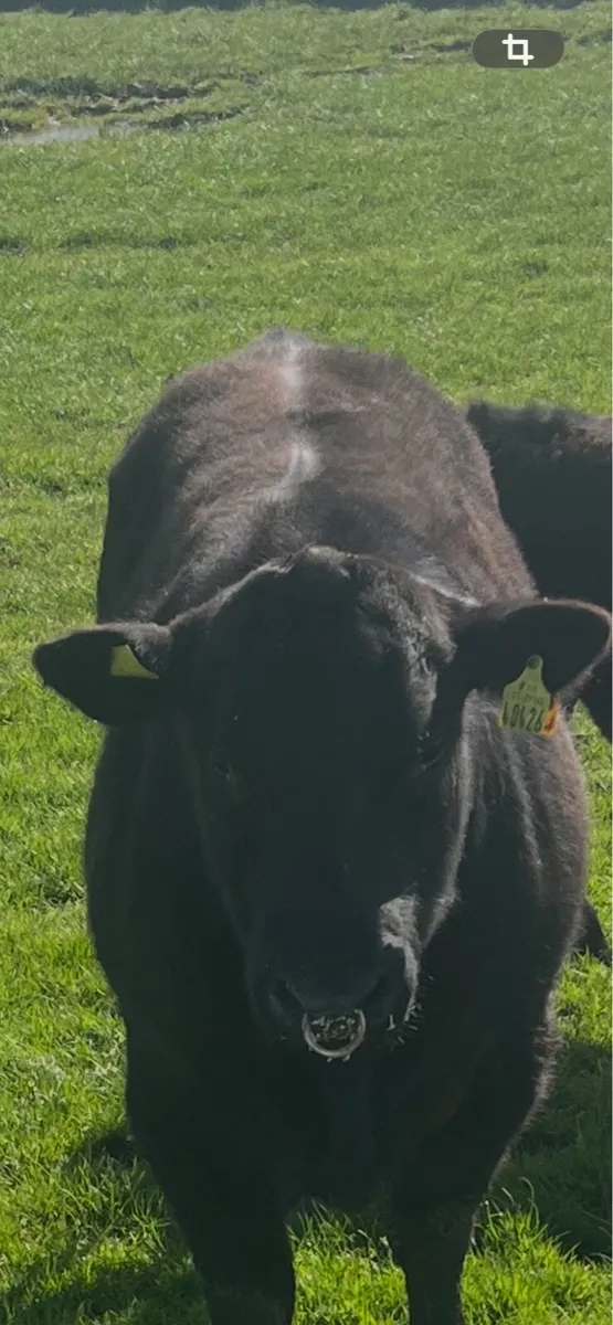 Angus Bull - Image 3