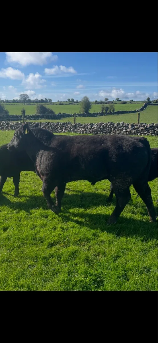 Angus Bull - Image 1