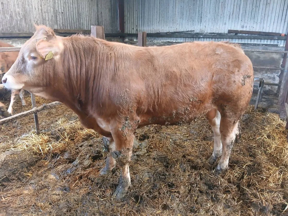 PB Limousin Bull and heifer - Image 1