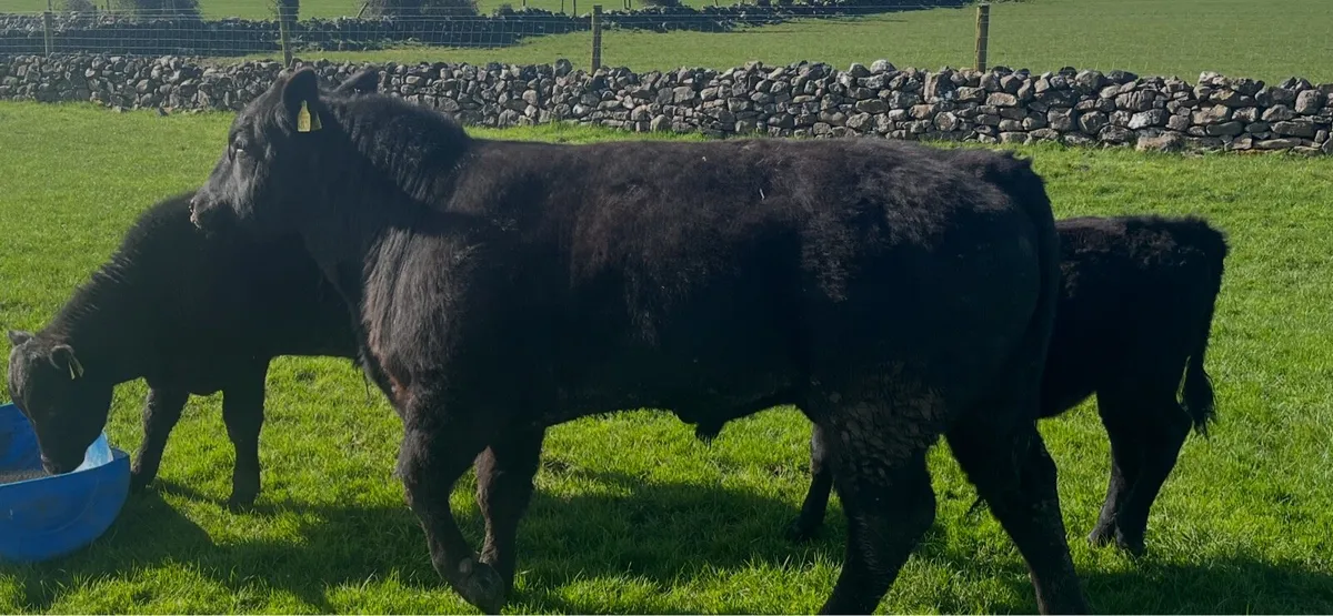 Angus Bull - Image 4