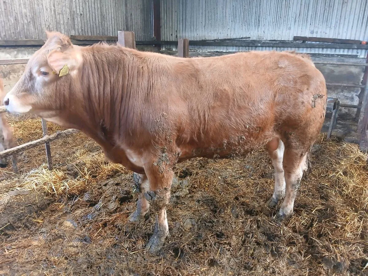 PB Limousin Bull and heifer - Image 3