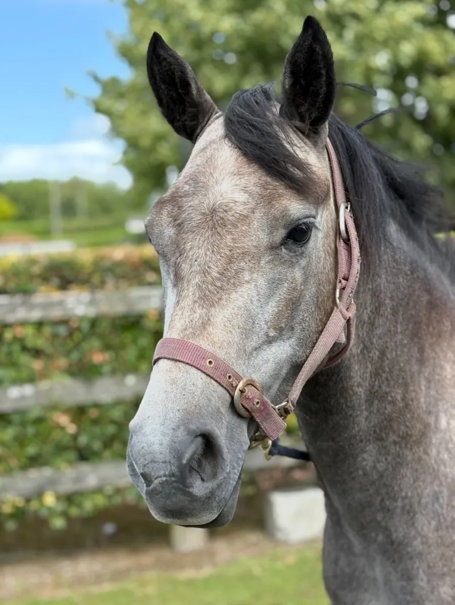 ⭐️4 Year old Connemara Filly⭐️ - Image 1