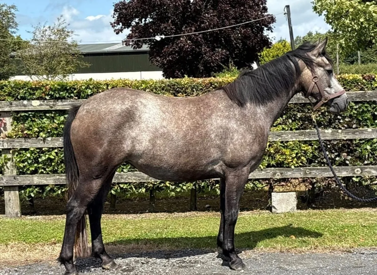 ⭐️4 Year old Connemara Filly⭐️ - Image 3