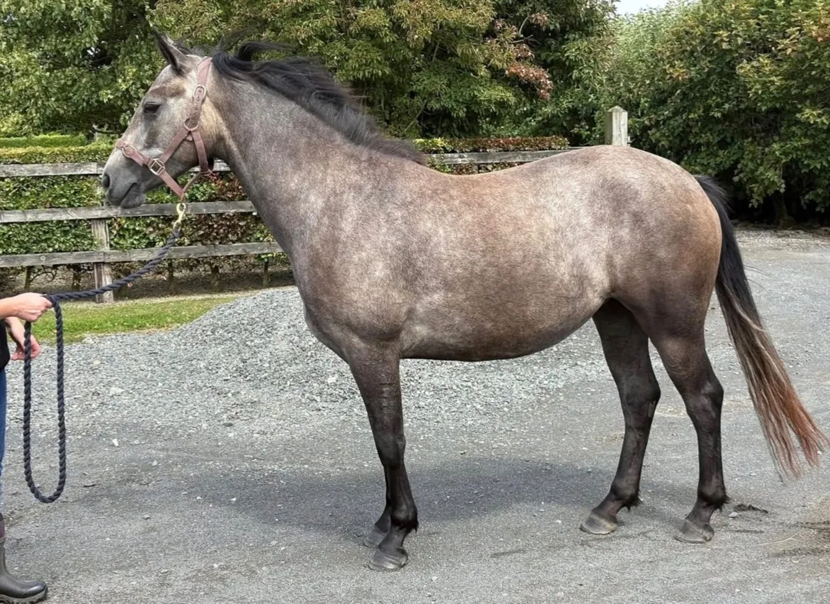 ⭐️4 Year old Connemara Filly⭐️ - Image 2