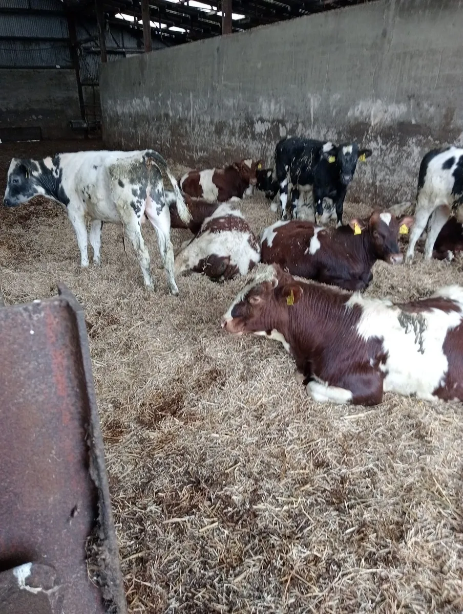 BB and shorthorn - Image 1