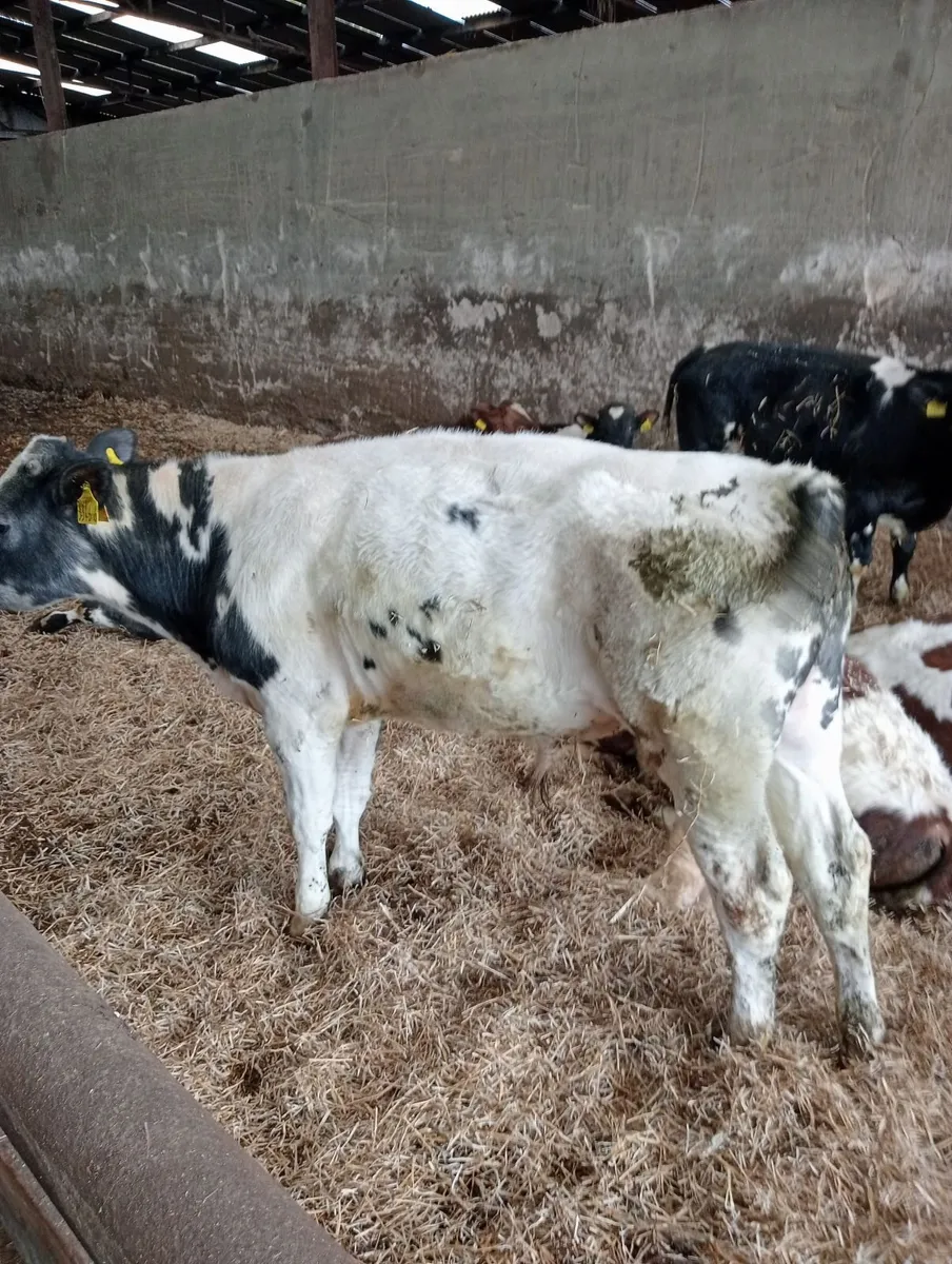 BB and shorthorn - Image 2