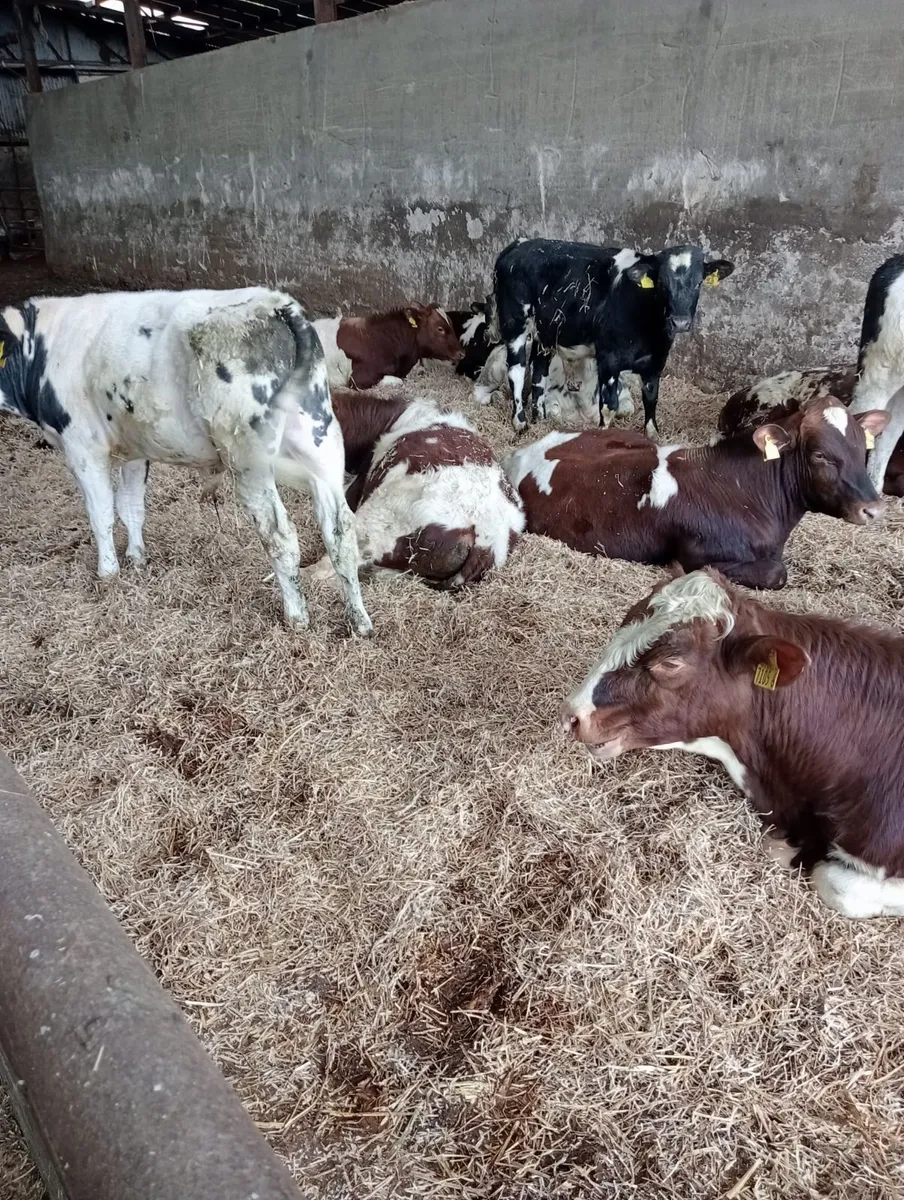 BB and shorthorn - Image 3