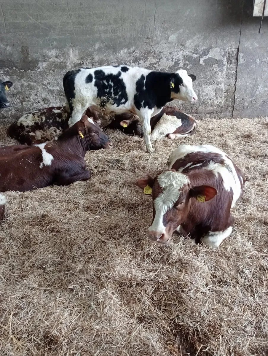 BB and shorthorn - Image 4