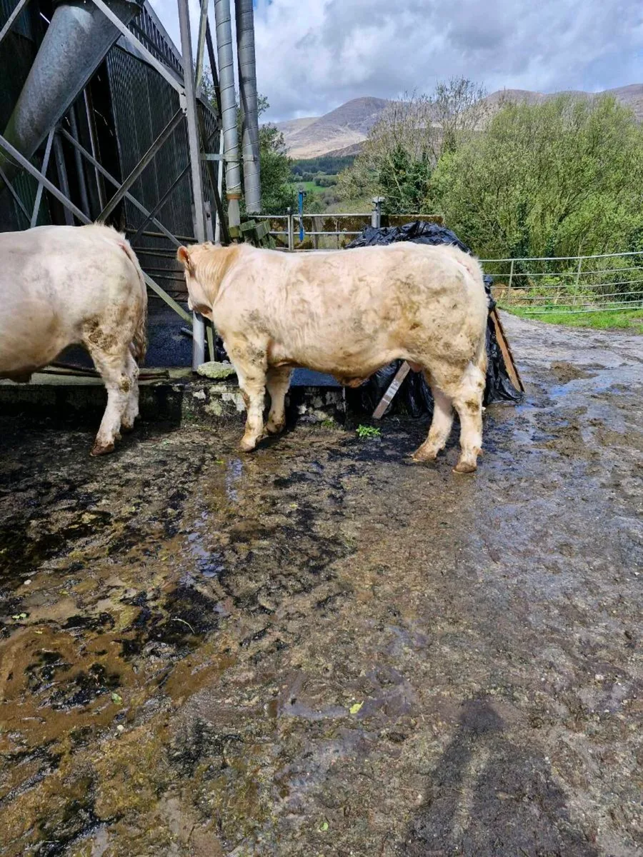 Charolais Bull 12.5 months - Image 2