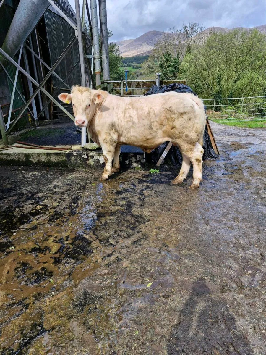 Charolais Bull 12.5 months - Image 3
