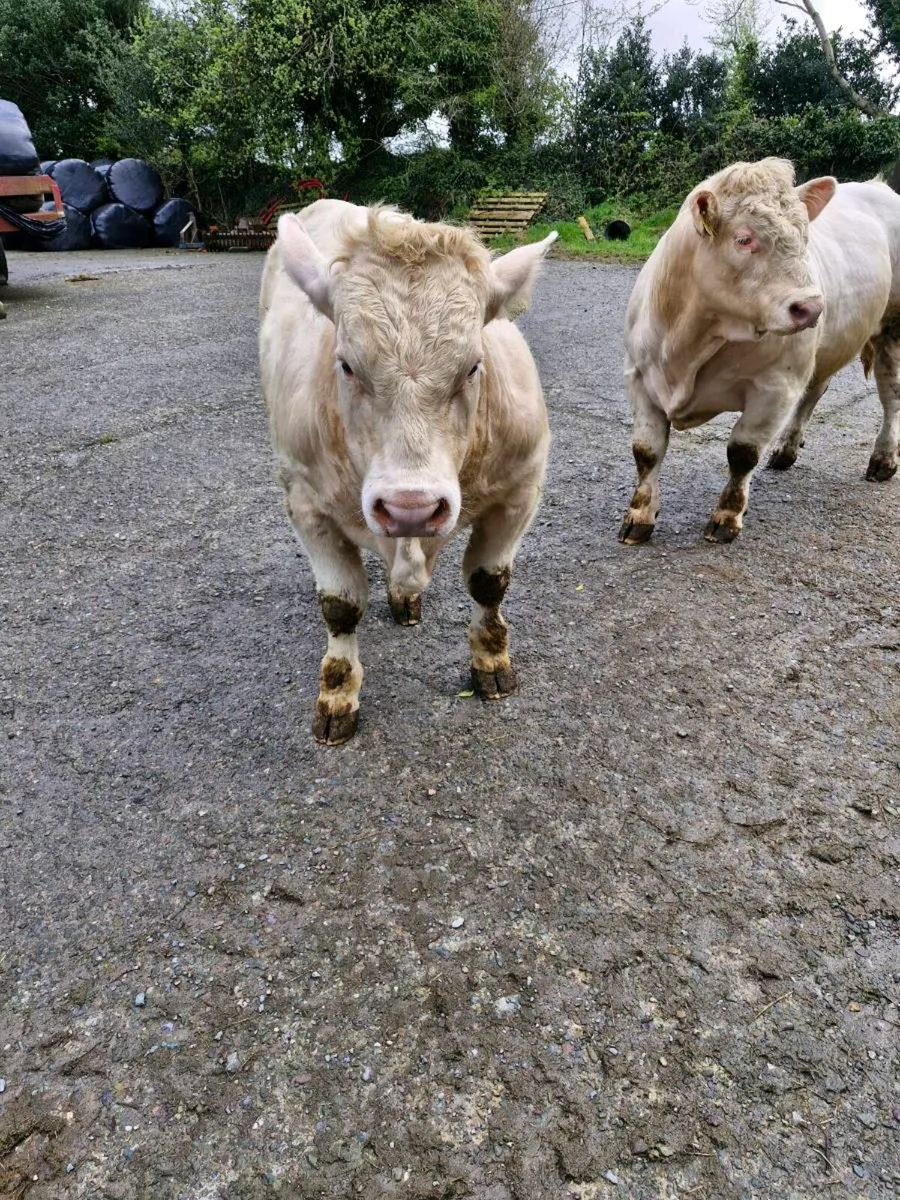 Charolais Bull 12.5 months - Image 4