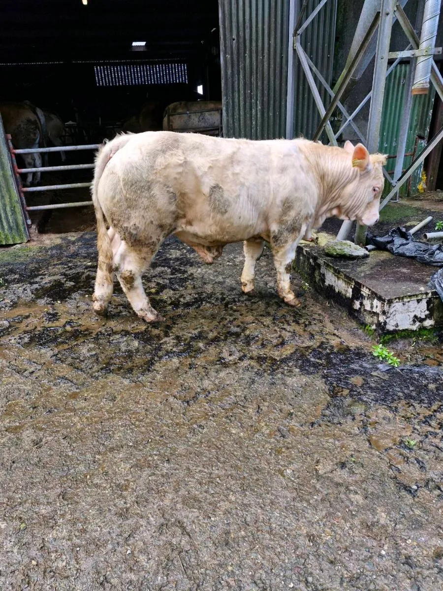 Charolais Bull 12.5 months - Image 1