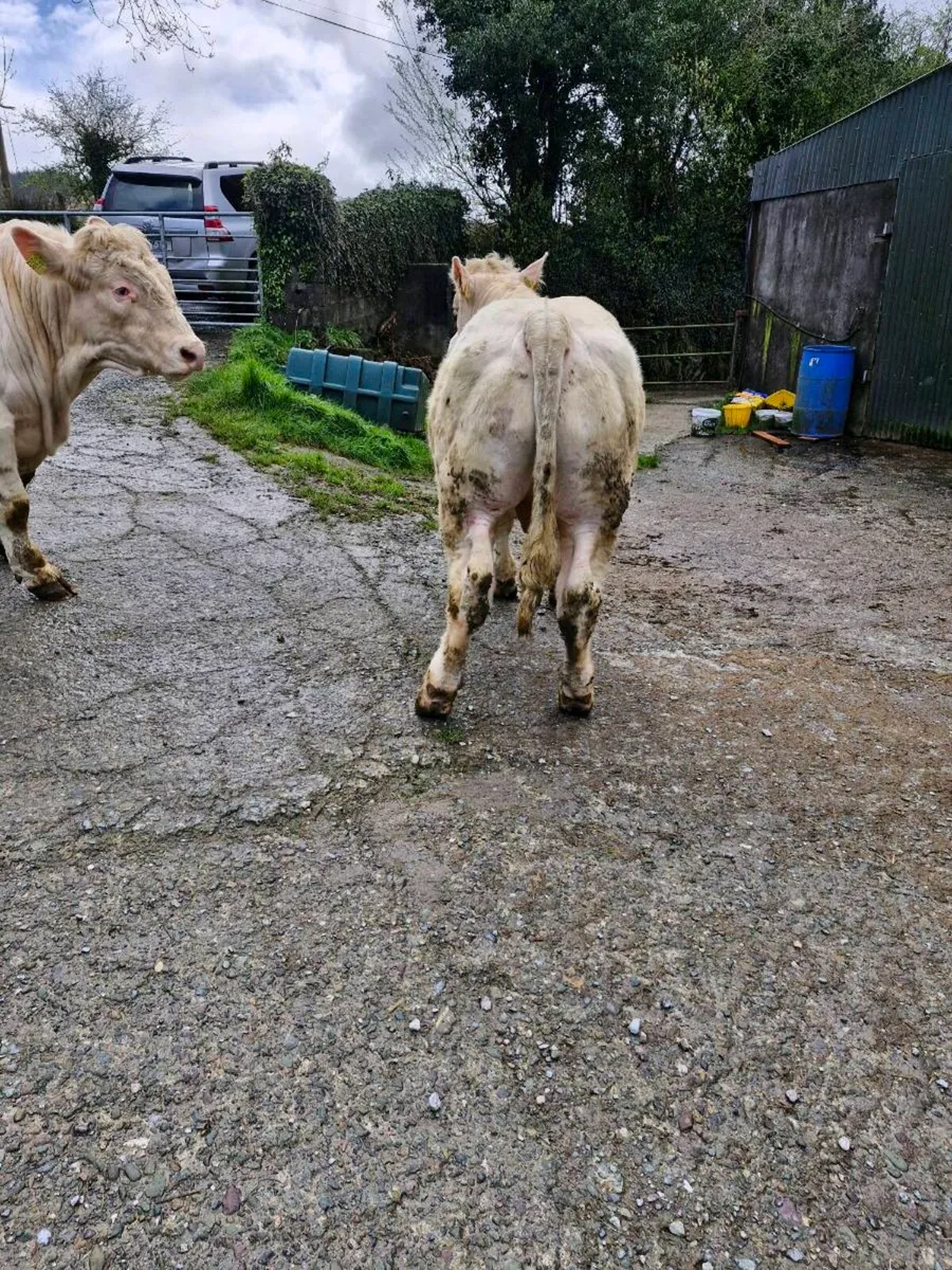 Charolais  PB.Bull 13months. - Image 4