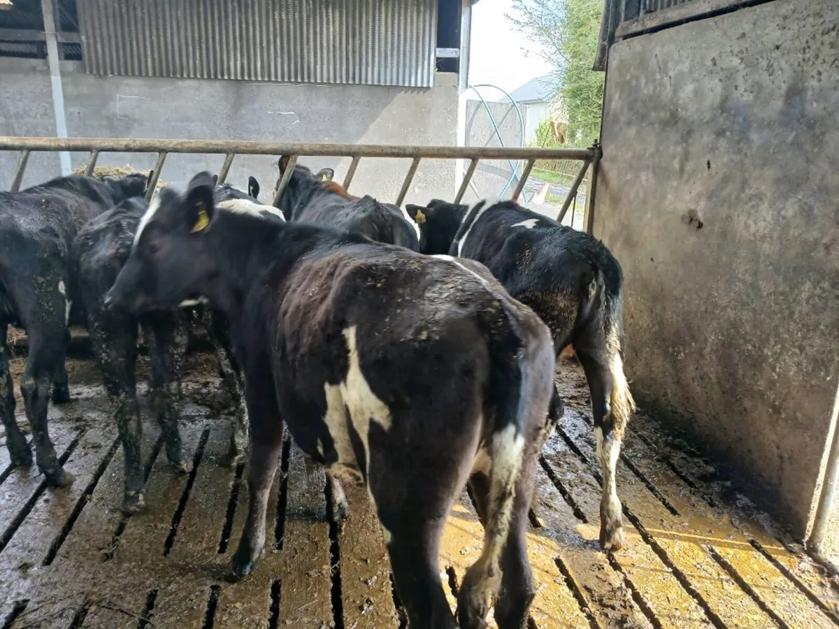 Bulling heifers - Image 3