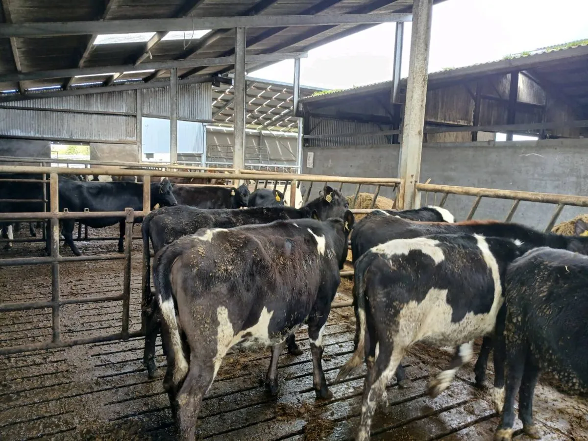 Bulling heifers - Image 4