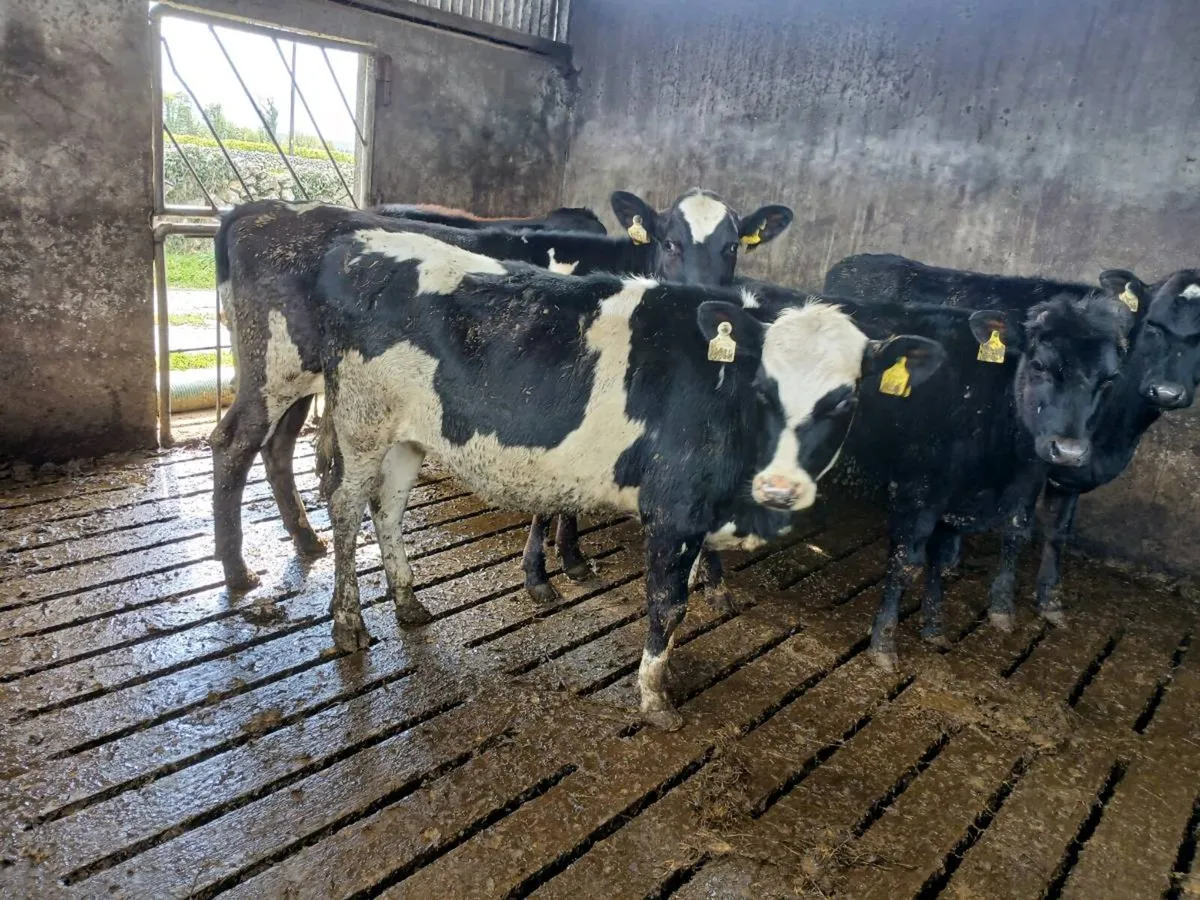 Bulling heifers - Image 1