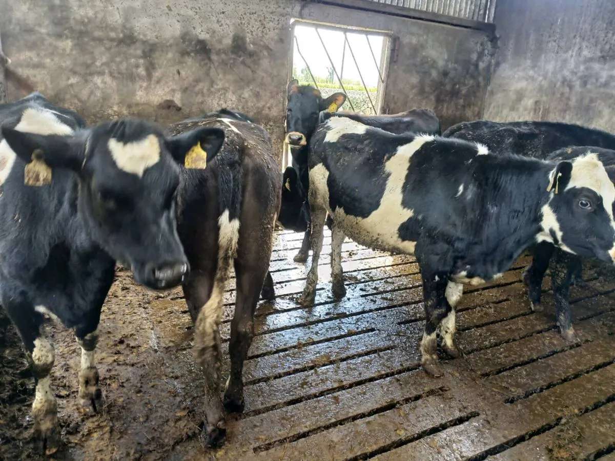 Bulling heifers - Image 2