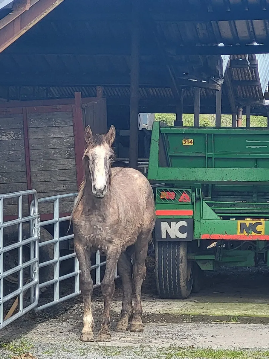 Irish Draught - Image 1