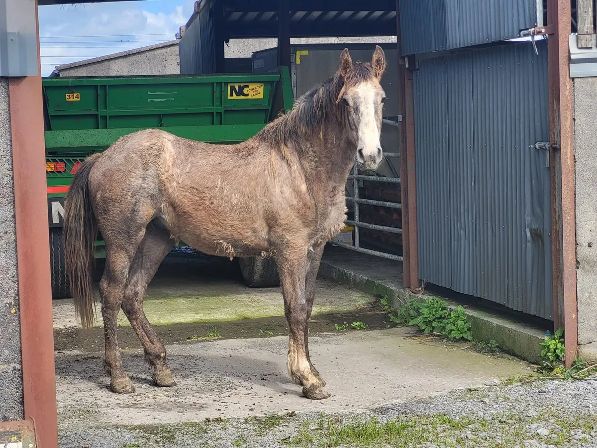 Irish Draught - Image 2