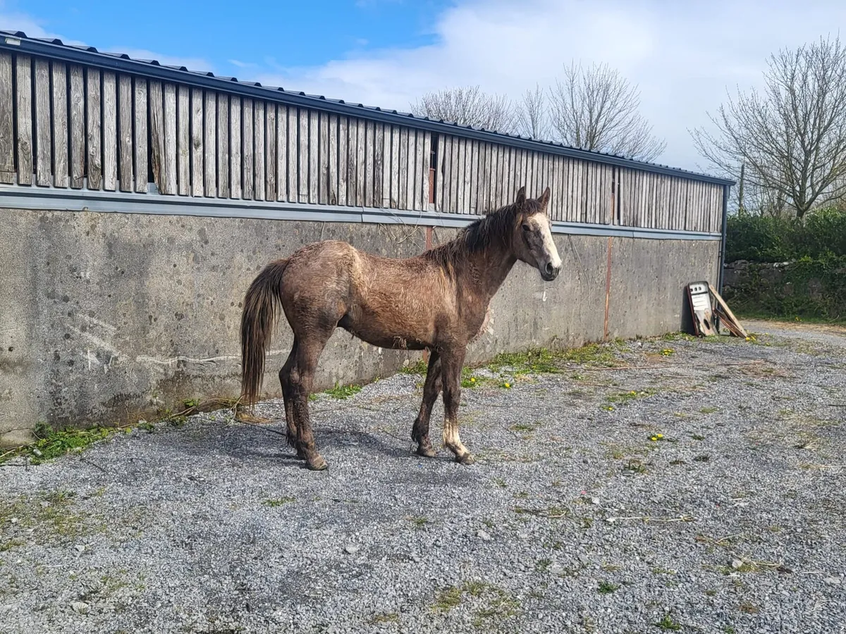 Irish Draught - Image 3