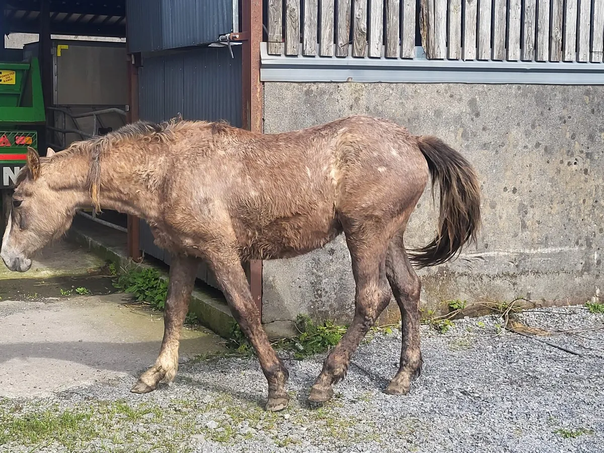 Irish Draught - Image 4