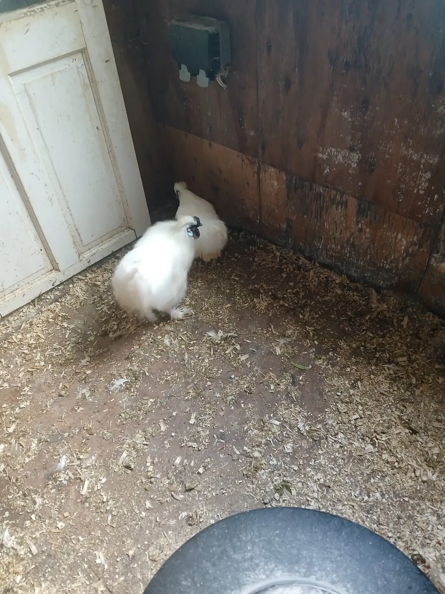 A pair of silkies pure bred whites - Image 1