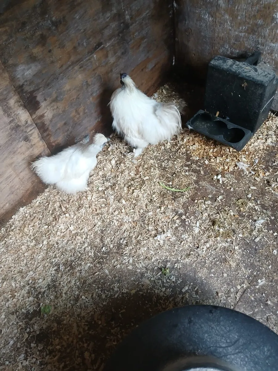 A pair of silkies pure bred whites - Image 2