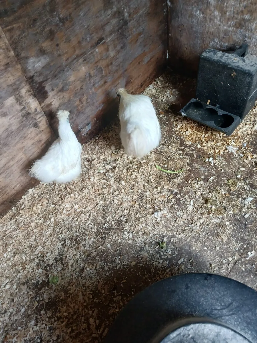 A pair of silkies pure bred whites - Image 3