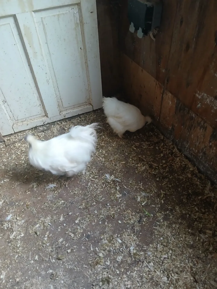 A pair of silkies pure bred whites - Image 4