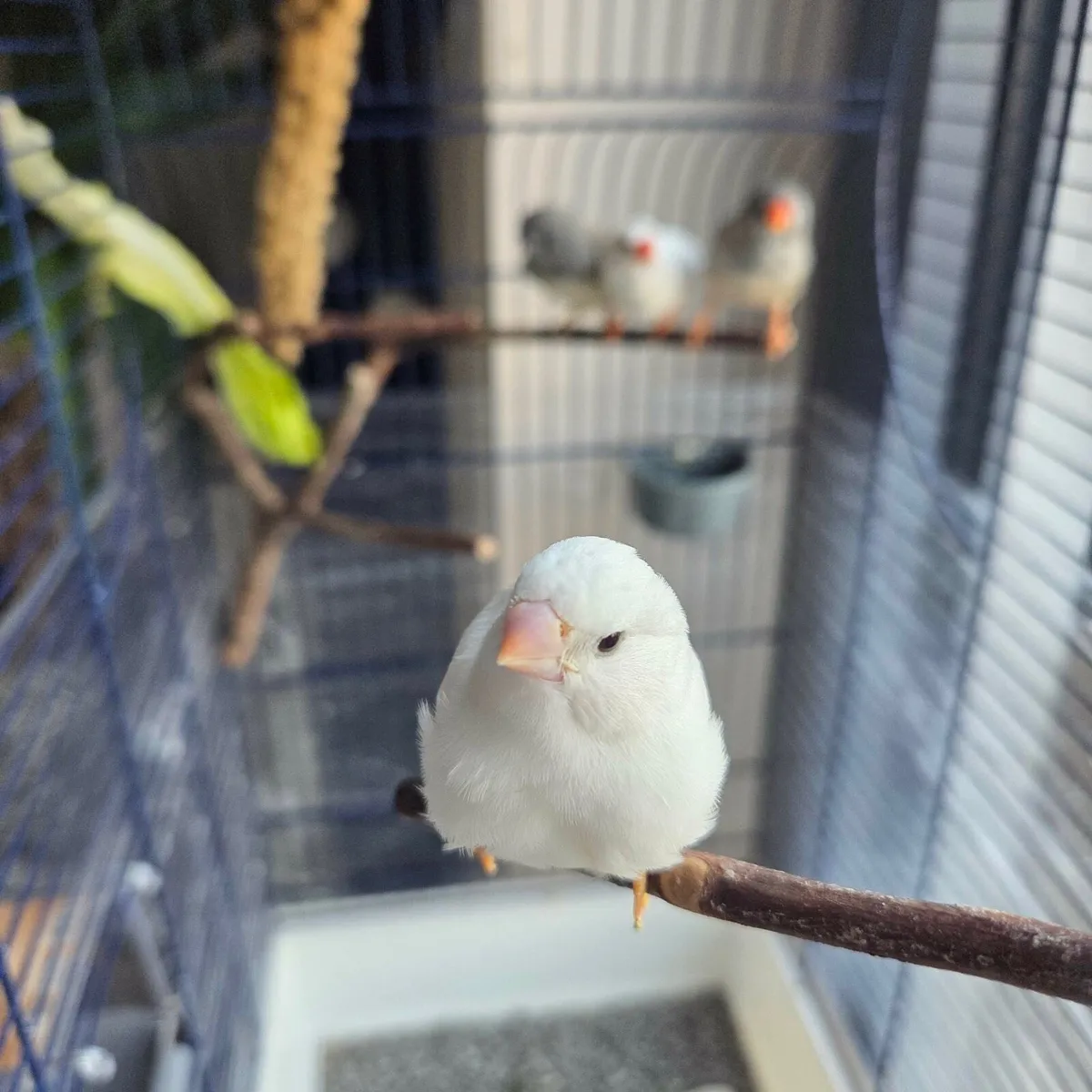 zebra finch - Image 1