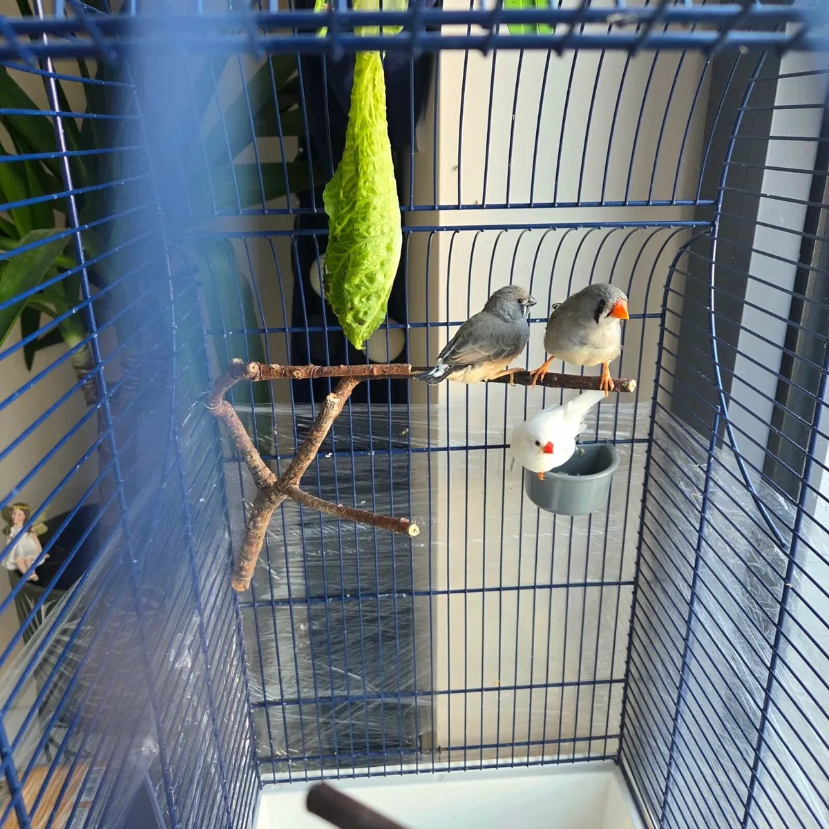 zebra finch - Image 3