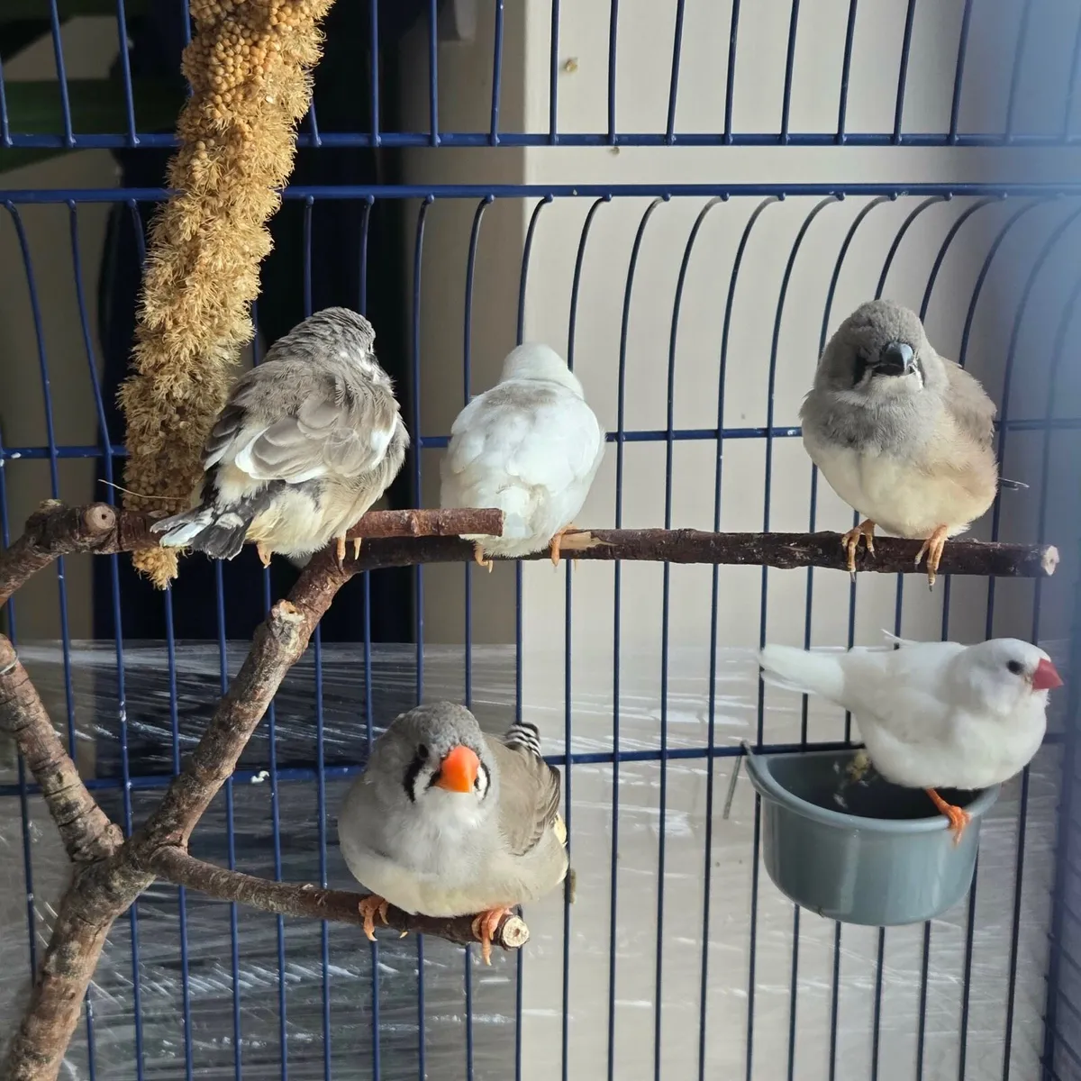 zebra finch - Image 4