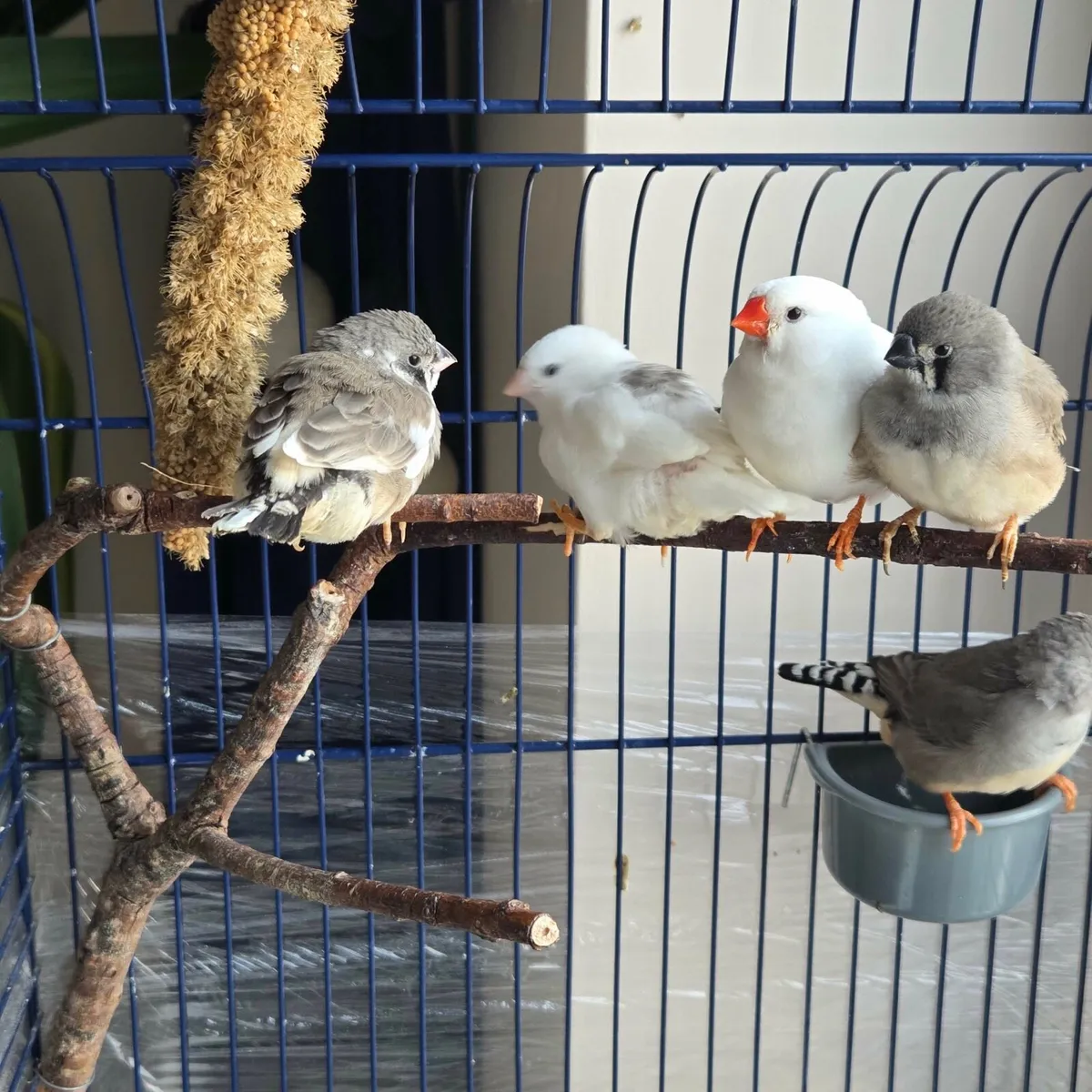 zebra finch - Image 2