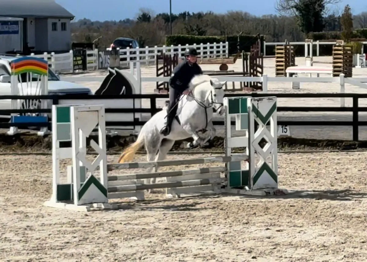 🌹14.2hh Connemara X Royale Cruise(Cruising) 5yo🌹 - Image 1