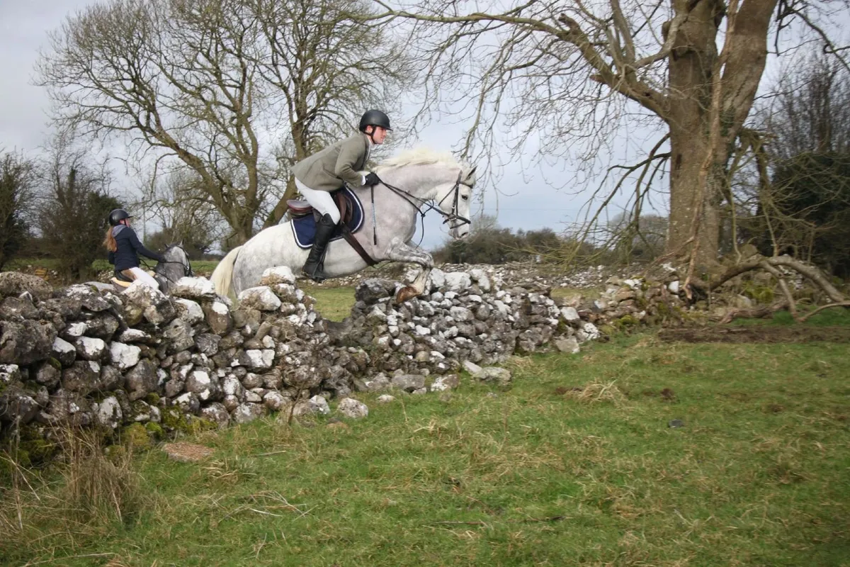 🌹14.2hh Connemara X Royale Cruise(Cruising) 5yo🌹 - Image 3