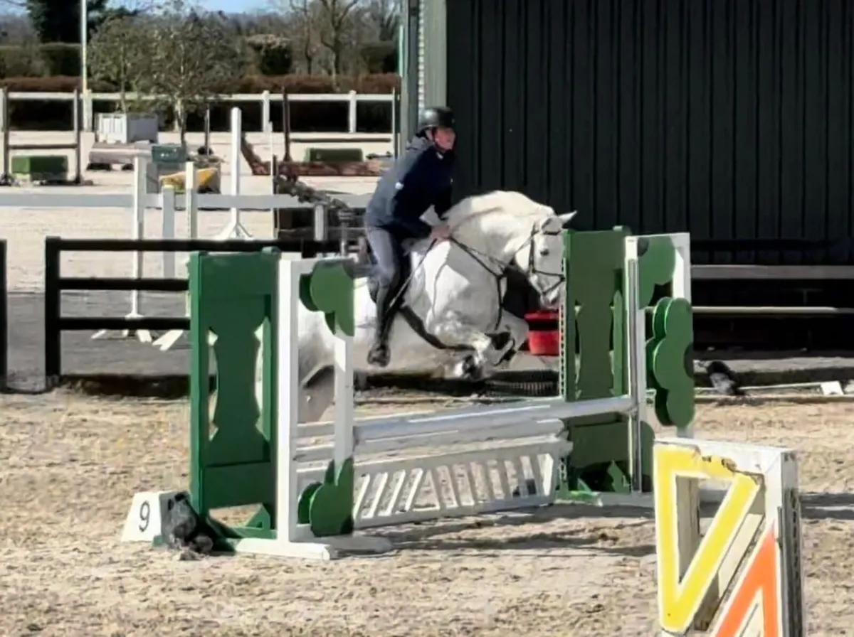 🌹14.2hh Connemara X Royale Cruise(Cruising) 5yo🌹 - Image 4