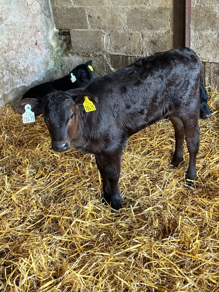 Angus heifer calf’s - Image 2