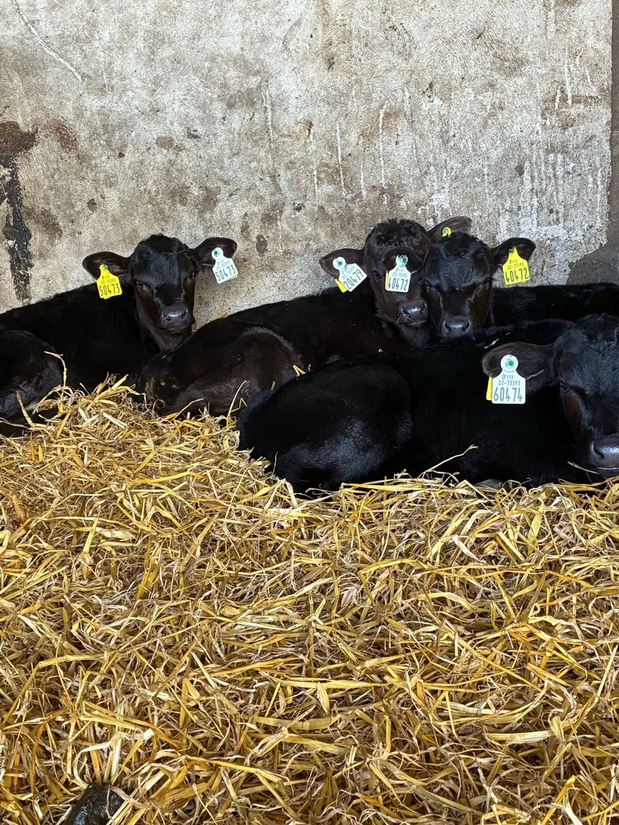 Angus heifer calf’s - Image 1