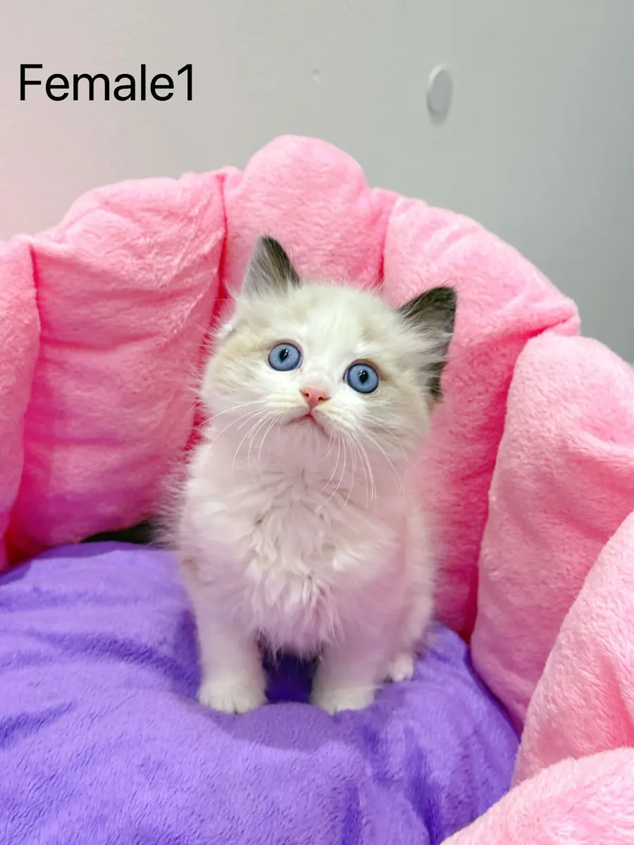 Purebred Ragdoll kittens for sale TICA Registered - Image 1