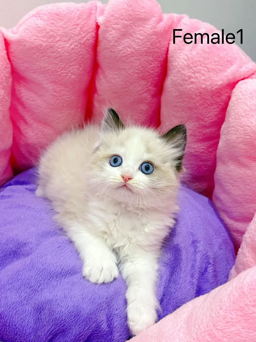 Purebred Ragdoll kittens for sale TICA Registered - Image 2