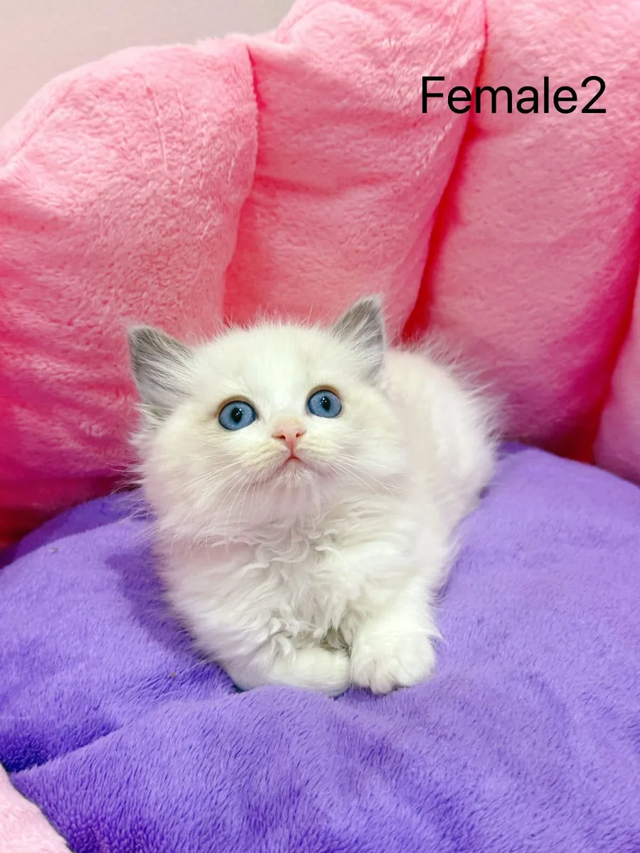Purebred Ragdoll kittens for sale TICA Registered - Image 3