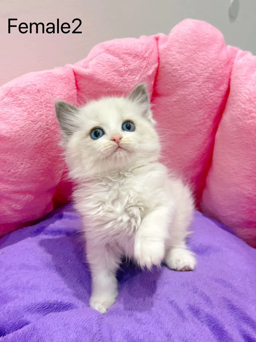 Purebred Ragdoll kittens for sale TICA Registered - Image 4