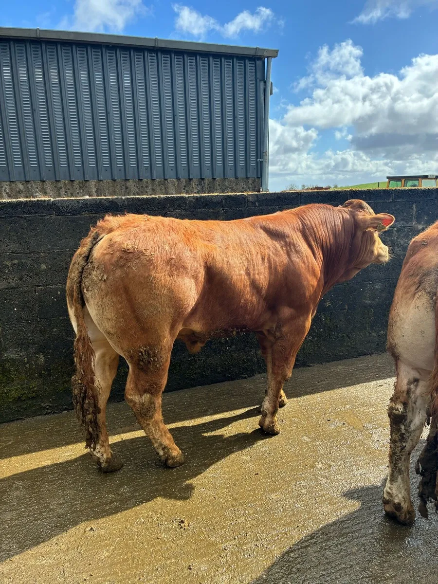 PBR Limousin Bulls - Image 2