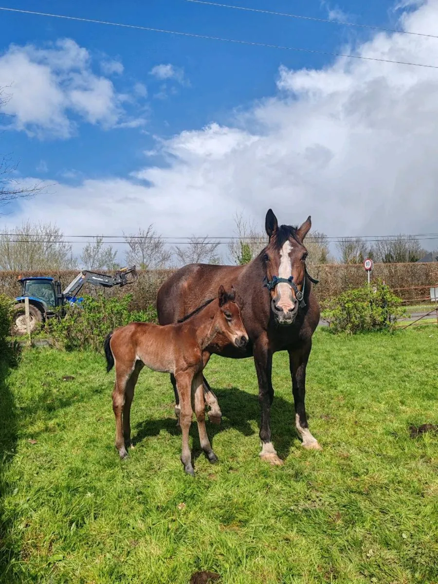 Mother of 1.50m Hickstead winner (Sussex Cup) - Image 1