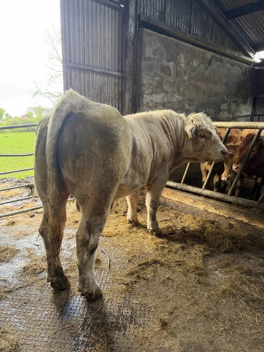 5* Easy calving PB CH bull - Image 2