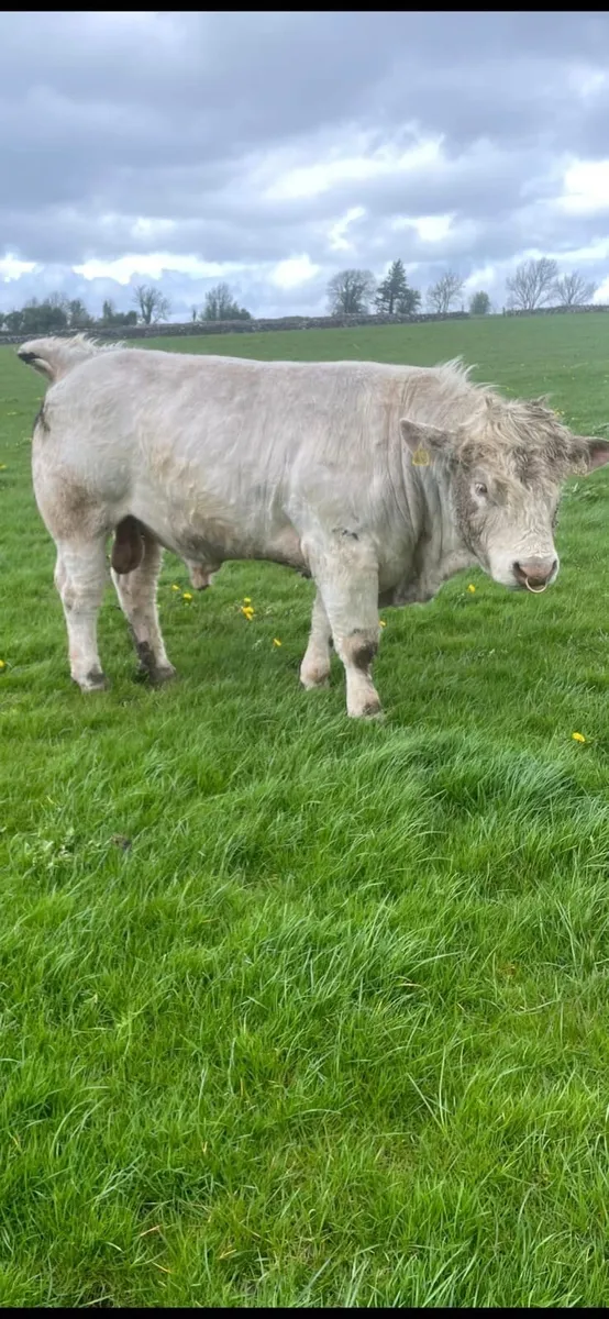 5* Easy calving PB CH bull - Image 3