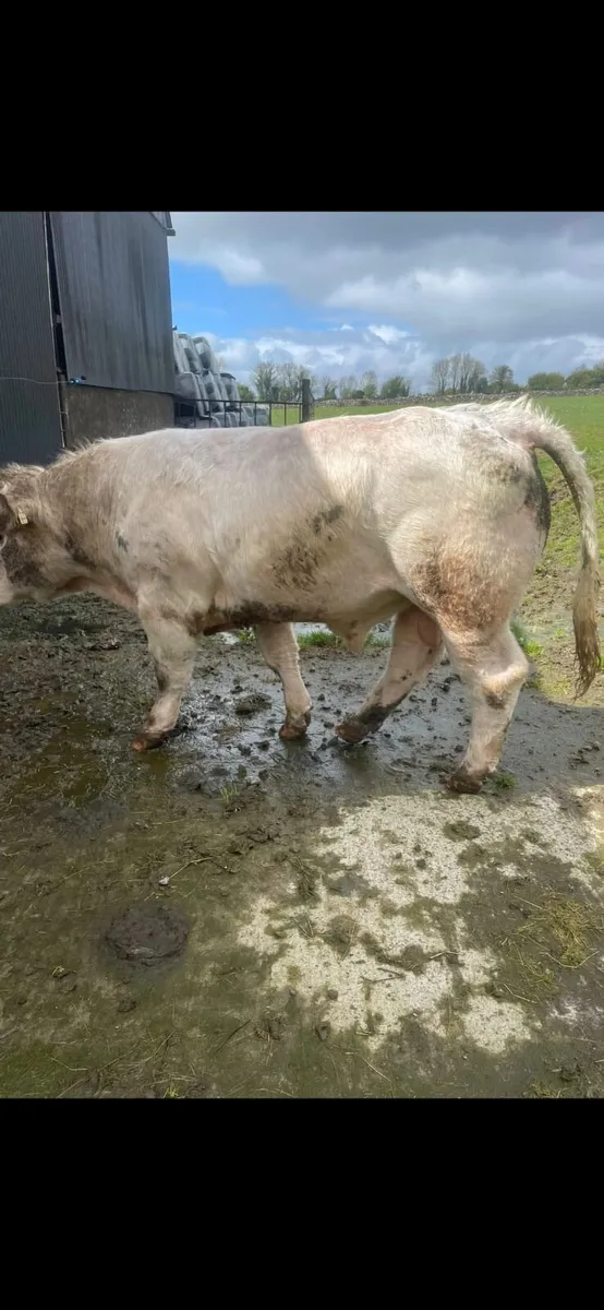 5* Easy calving PB CH bull - Image 4