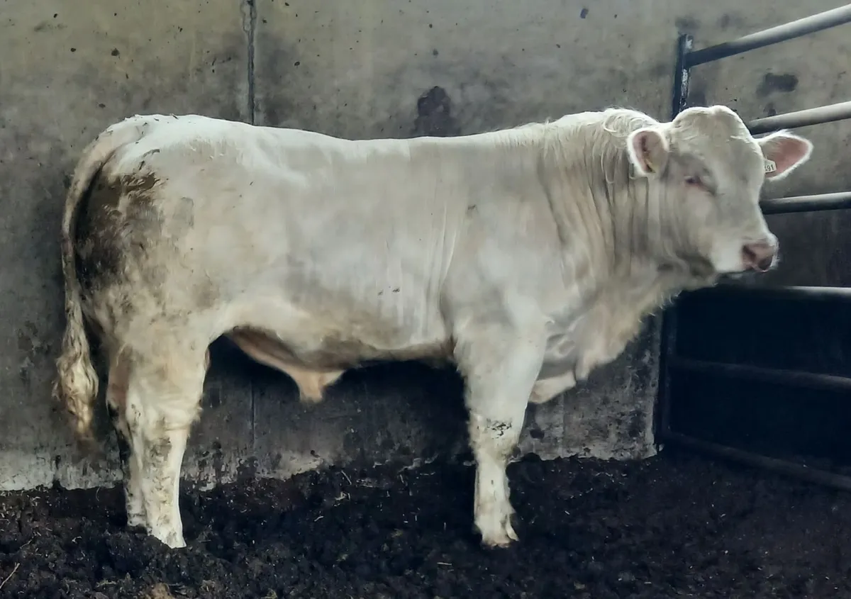 Pedigree Charolais Bull for Sale in Monaghan - Image 1
