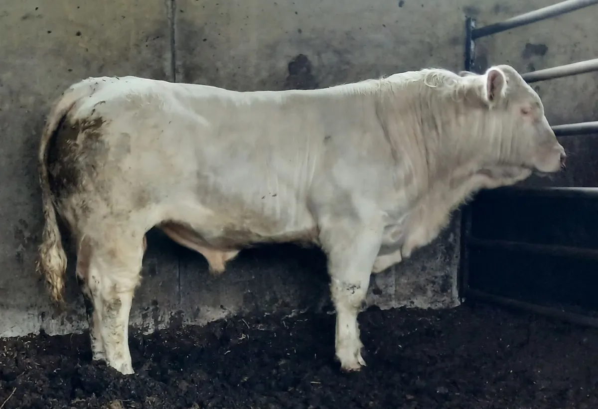 Pedigree Charolais Bull for Sale in Monaghan - Image 2